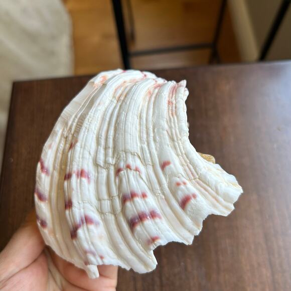 Natural clam shell soap dish - Picture 5 of 7